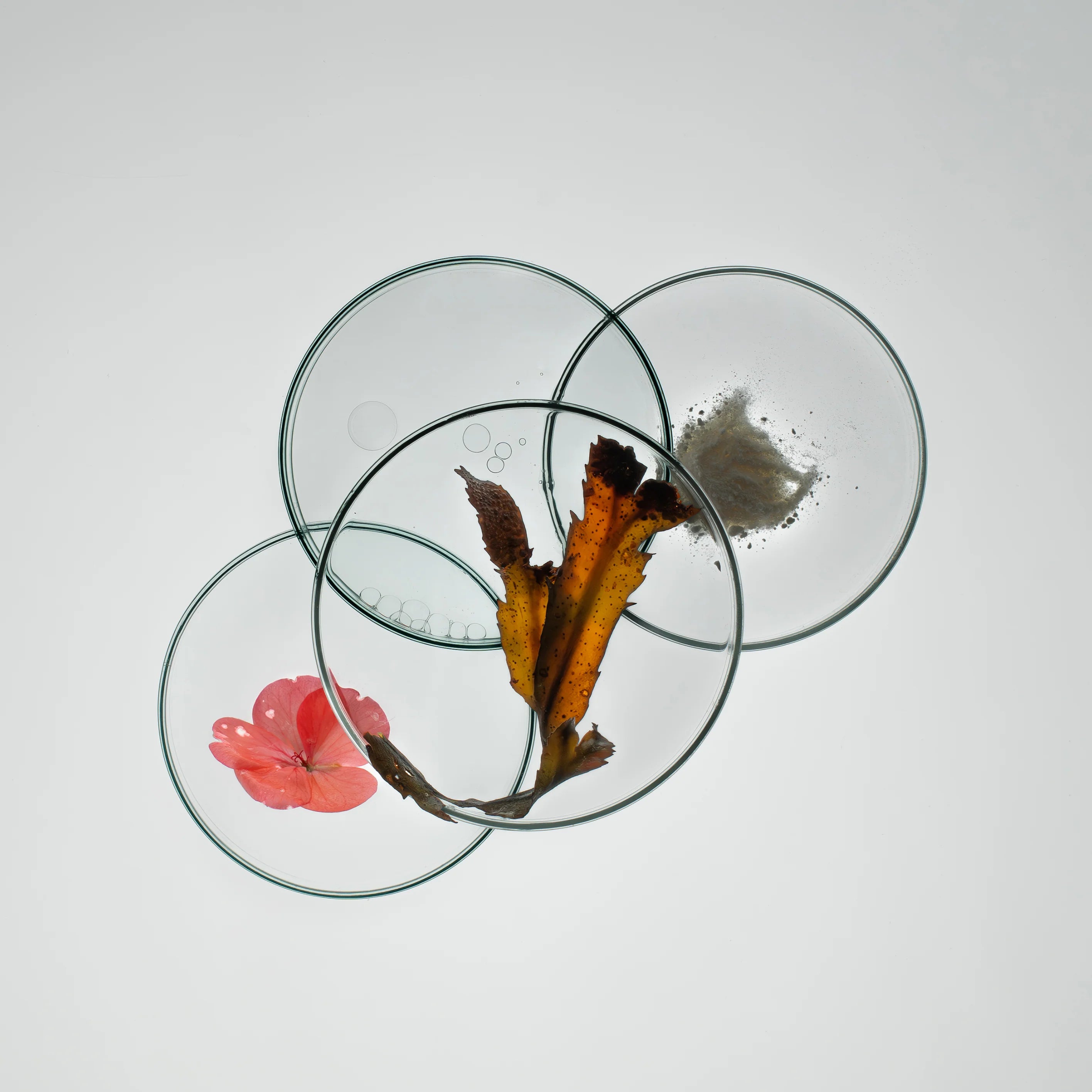 Aļģu Plump serums 30ml