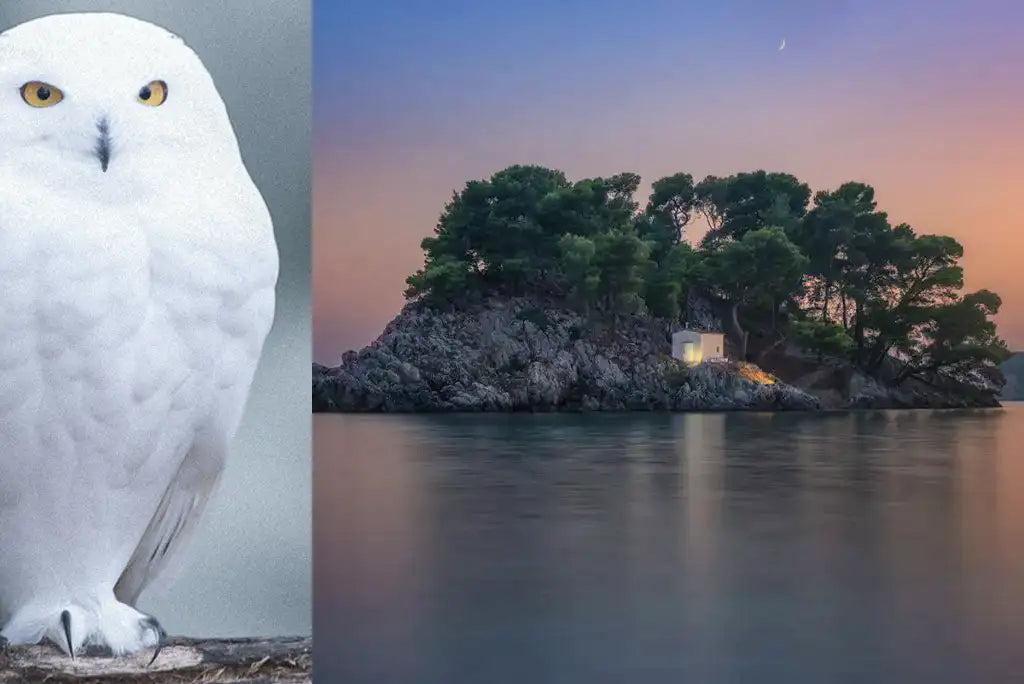 ELATOPHOROS Scented Candle 1,5kg (2023 Edition) - Available from 10th of December