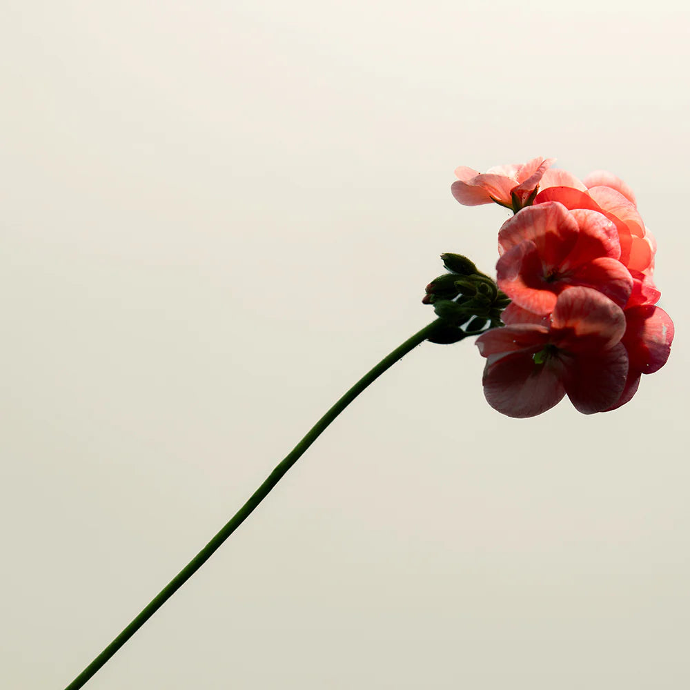 Aļģu Plump serums 30ml