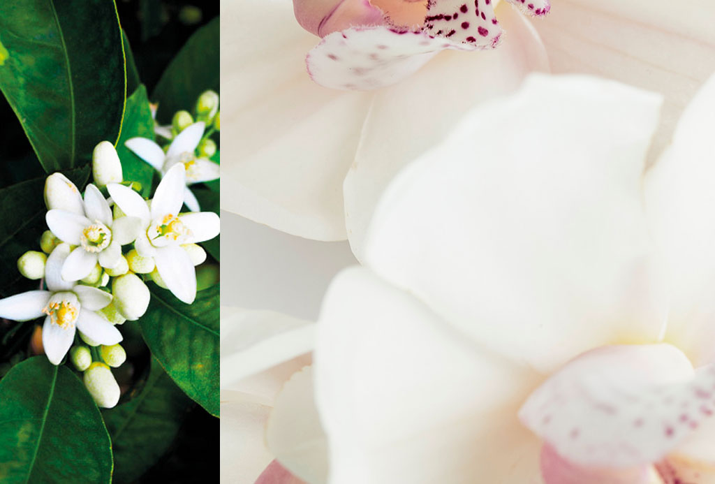 Neroli ad Astra Hands and Body Lotion 500ml