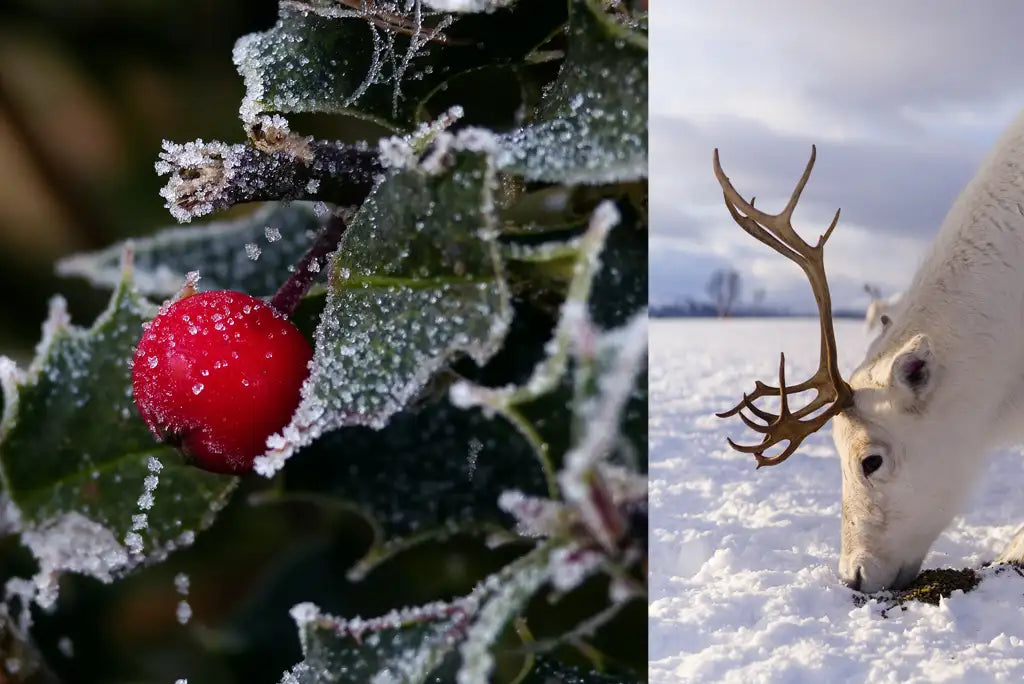 ANTENIVIS aromatizēta svece 240gr (2025. gada versija)