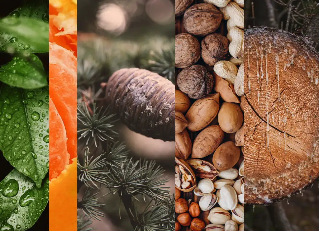 ANTENIVIS aromatizēta svece 240gr (2025. gada versija)